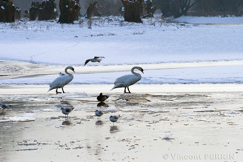 marche du cygne.jpg